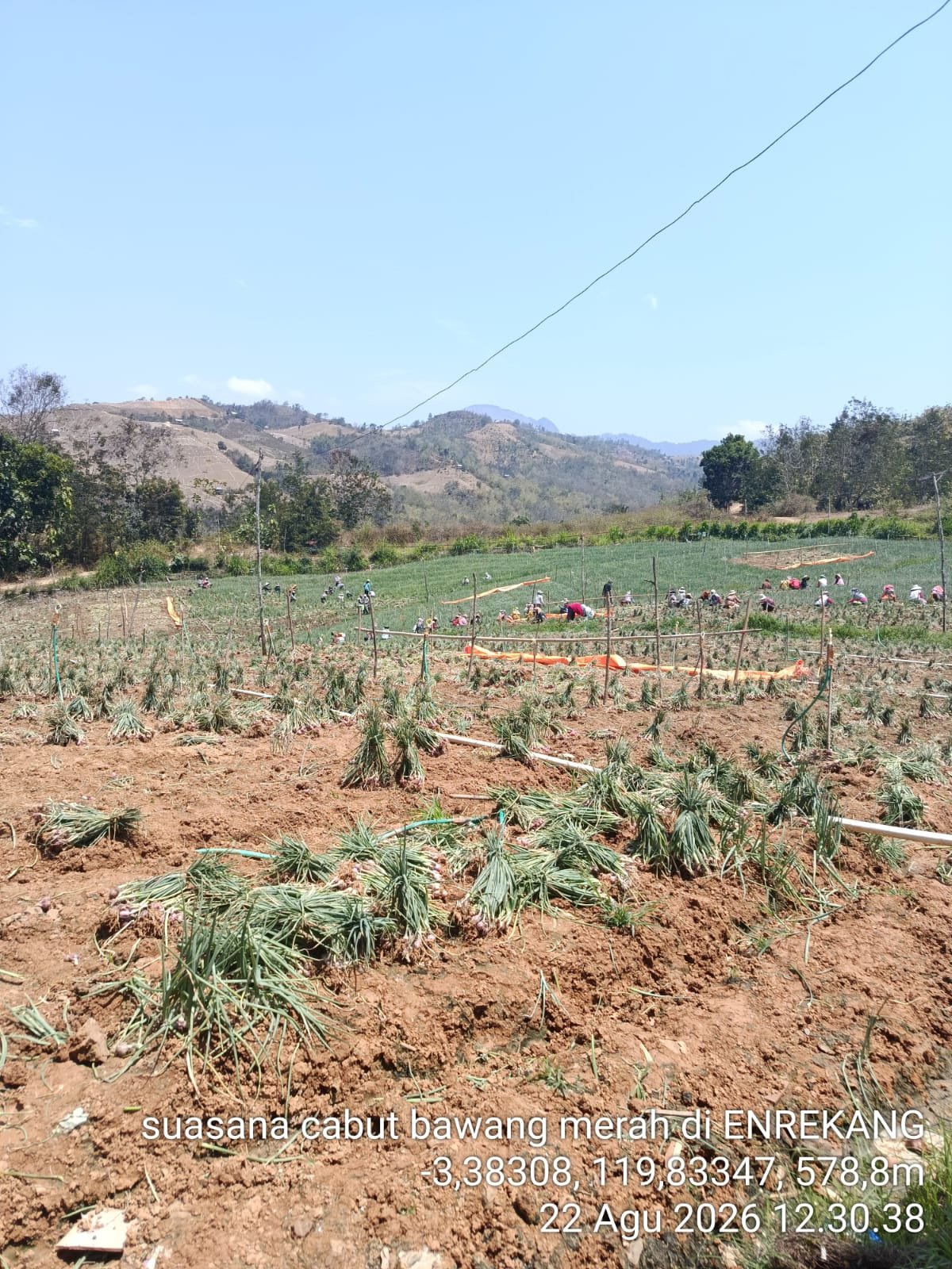 PETANI BAWANG MERAH MEMBUKA LAPANGAN KERJA