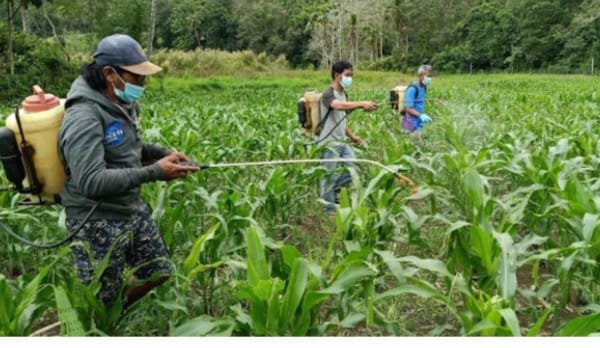 ENREKANG LINDUNGI JAGUNG LEWAT JAMINAN GAGAL PANEN